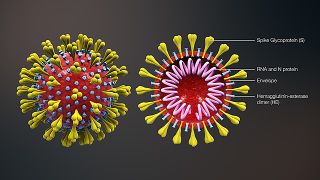major elements of coronavirus